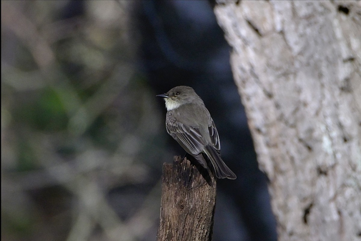 Eastern Phoebe - Josiah Santiago