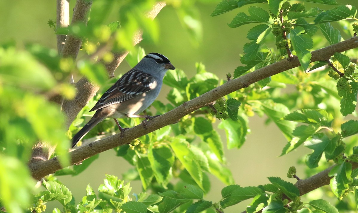 White-crowned Sparrow - Dennis Oehmke