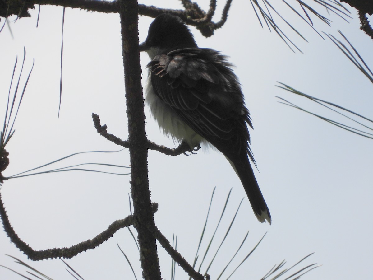 Eastern Kingbird - ML618299502