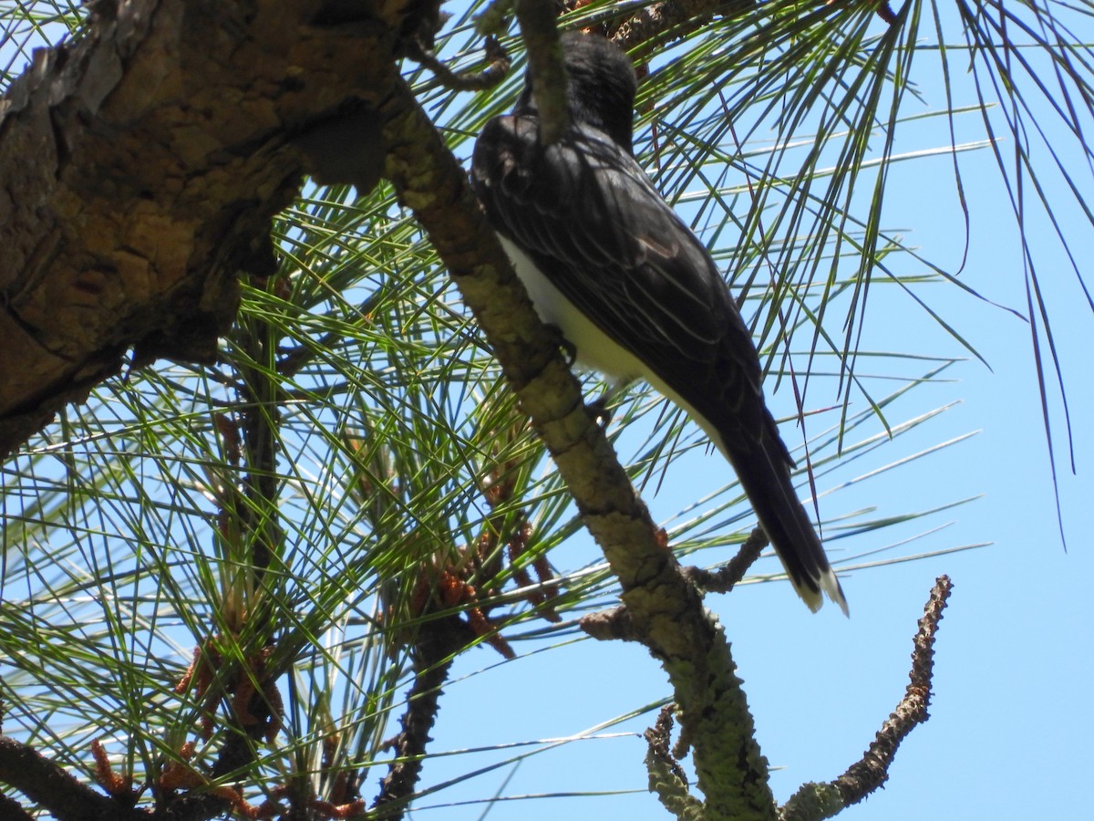 Eastern Kingbird - Lori O'Bar