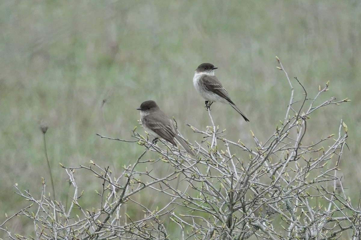 Eastern Phoebe - Carol Speck