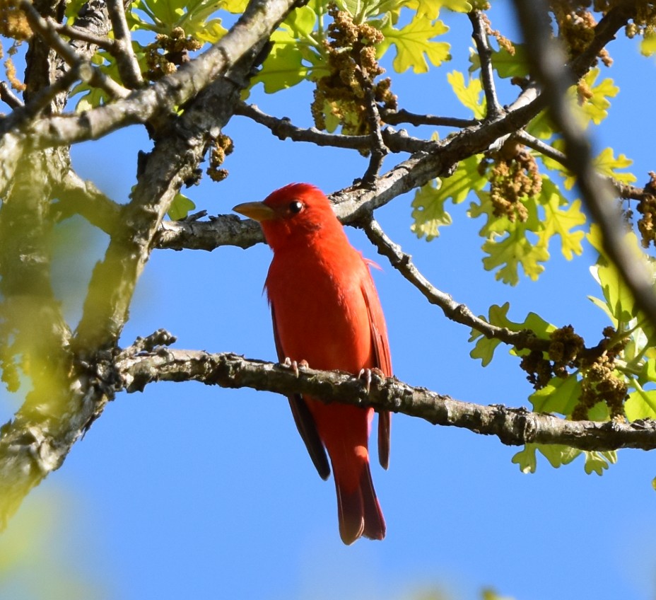 Piranga Roja - ML618299539