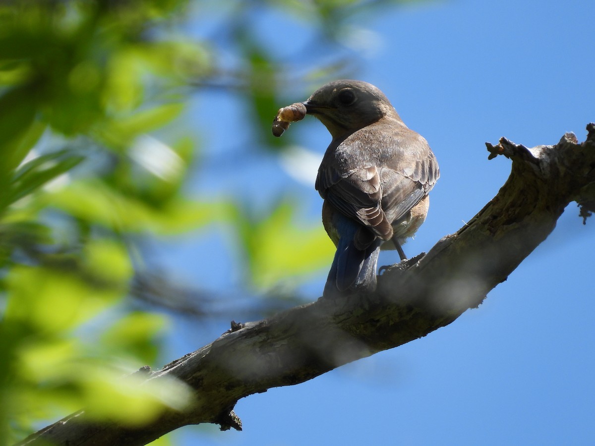 Eastern Bluebird - Lori O'Bar