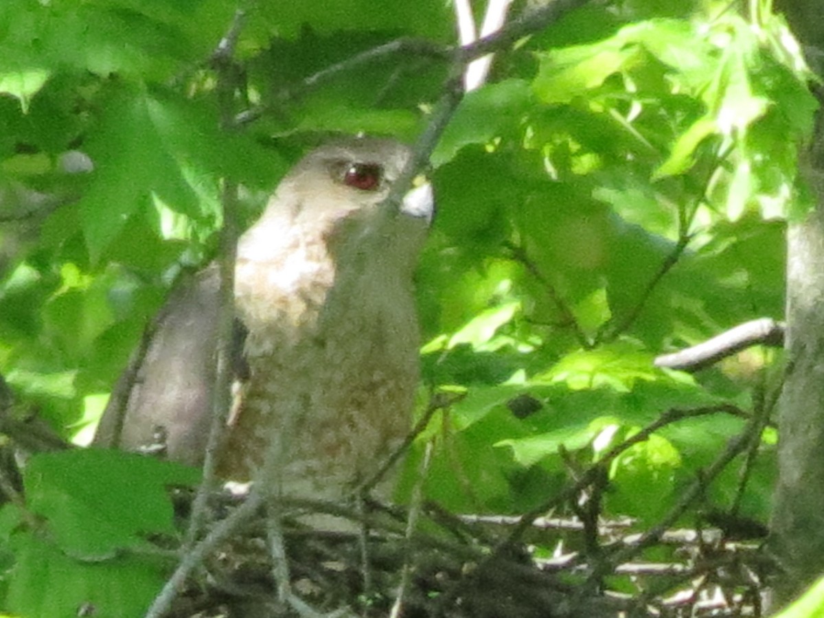 Cooper's Hawk - ML618299567