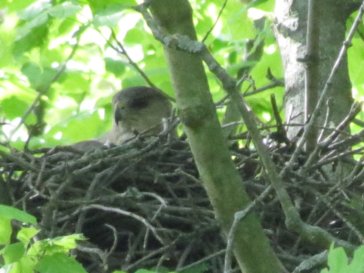 Cooper's Hawk - ML618299568