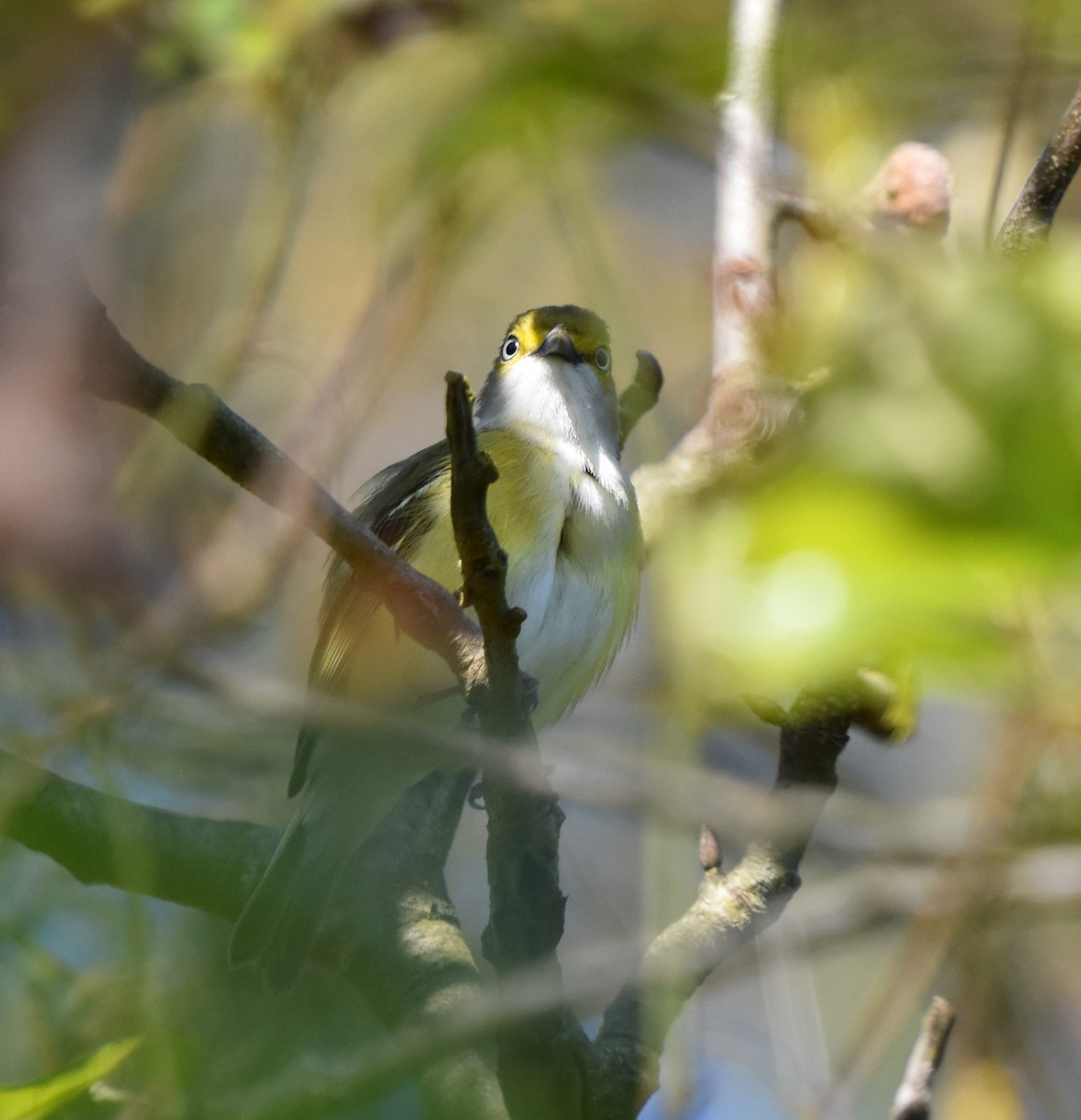 Vireo Ojiblanco - ML618299578