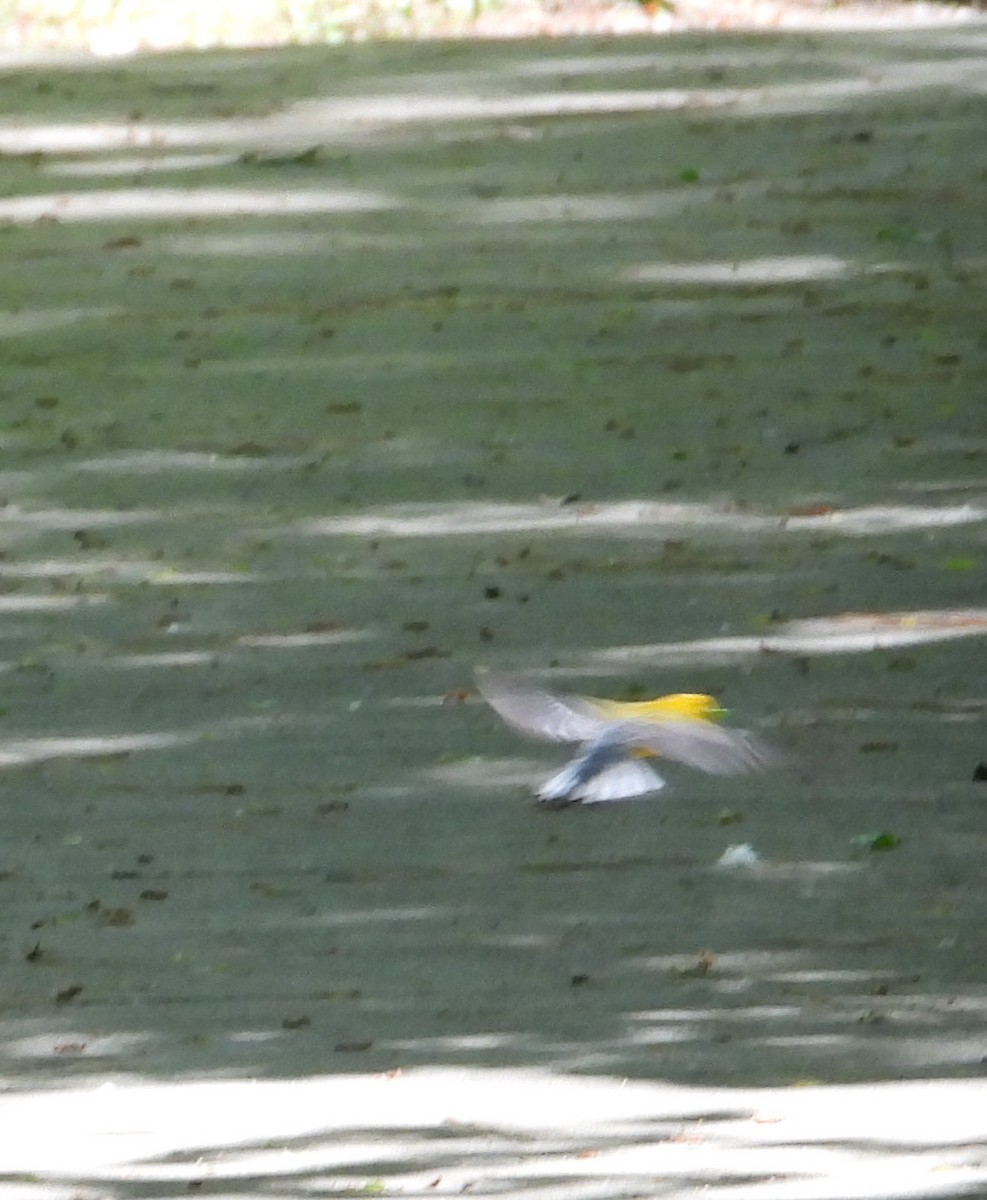 Prothonotary Warbler - Lori O'Bar