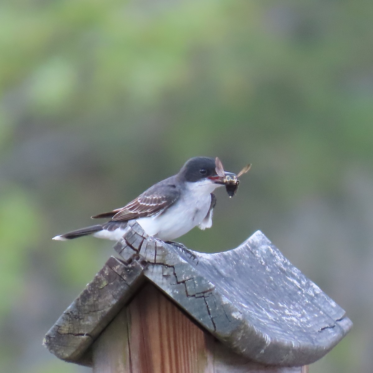 Eastern Kingbird - Tom & Anna Leith