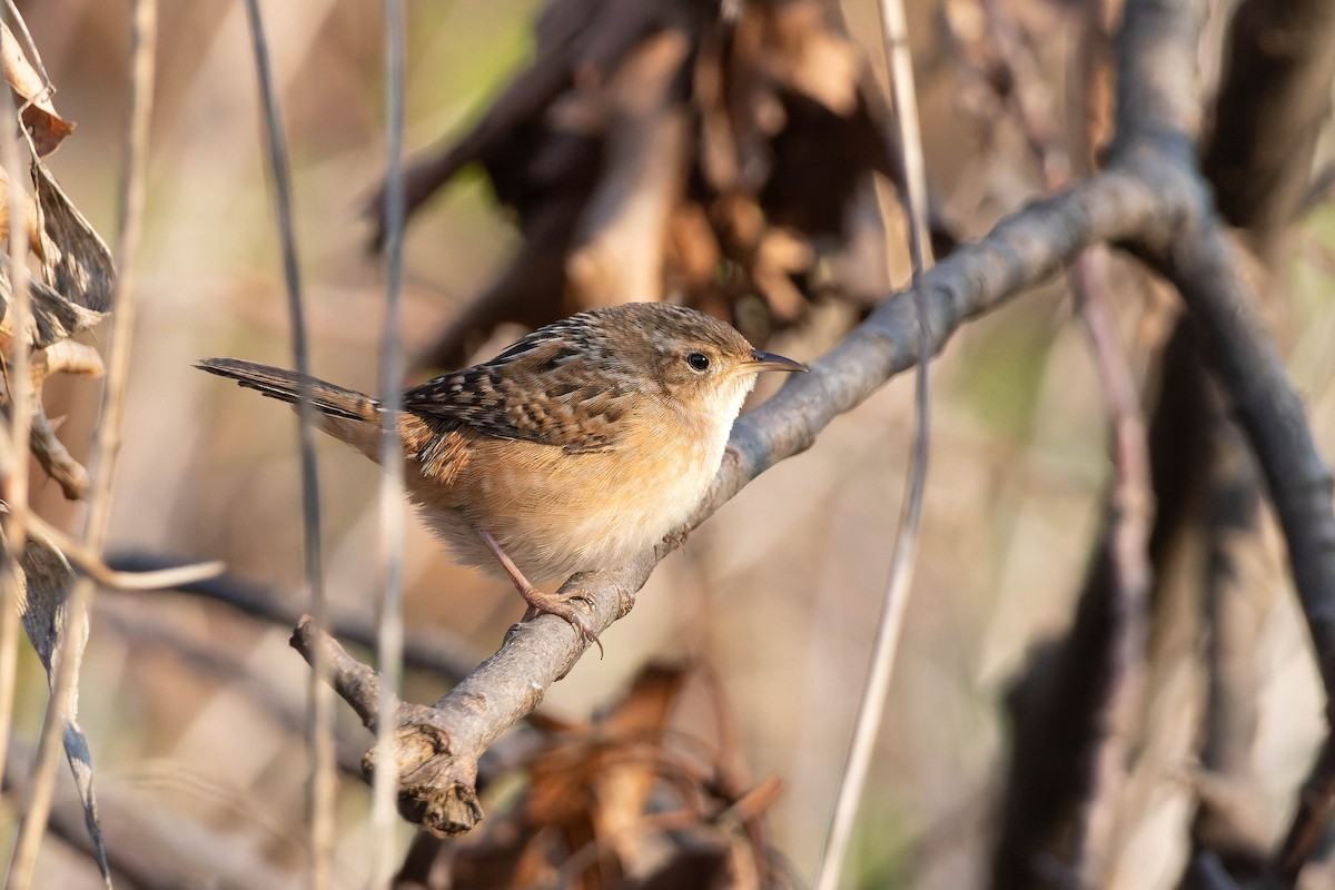 Sedge Wren - ML618299603