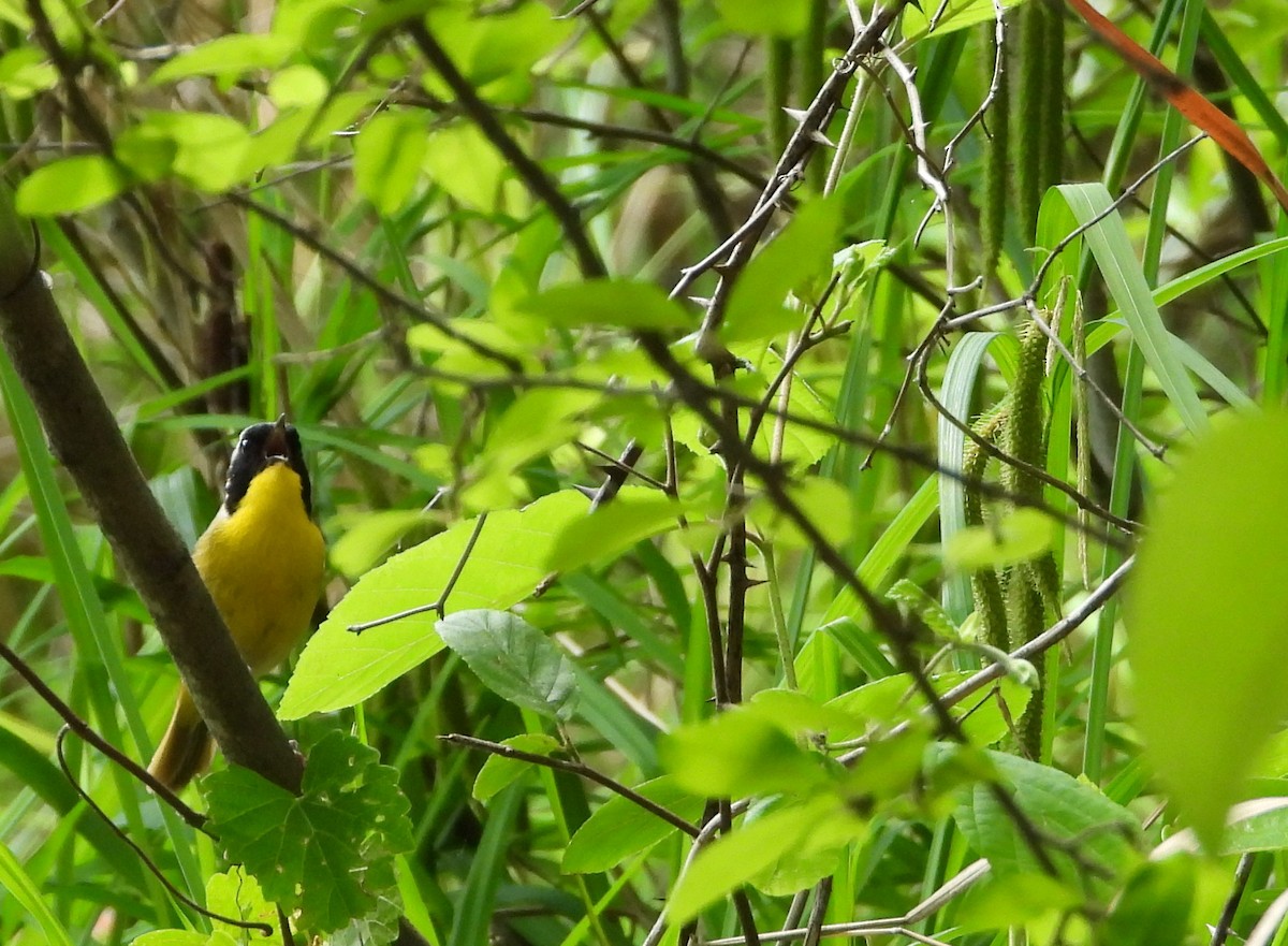 Common Yellowthroat - ML618299624