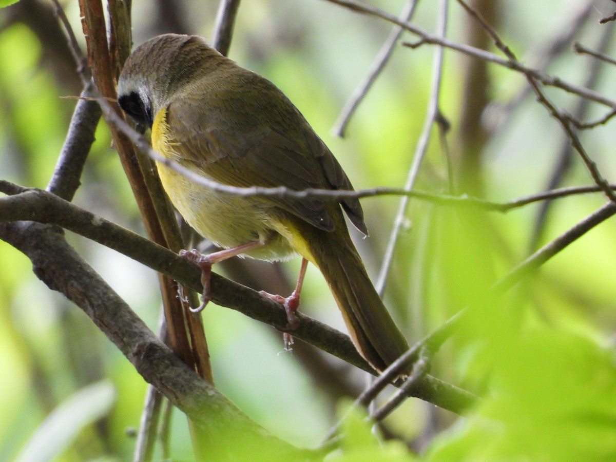 Common Yellowthroat - ML618299625