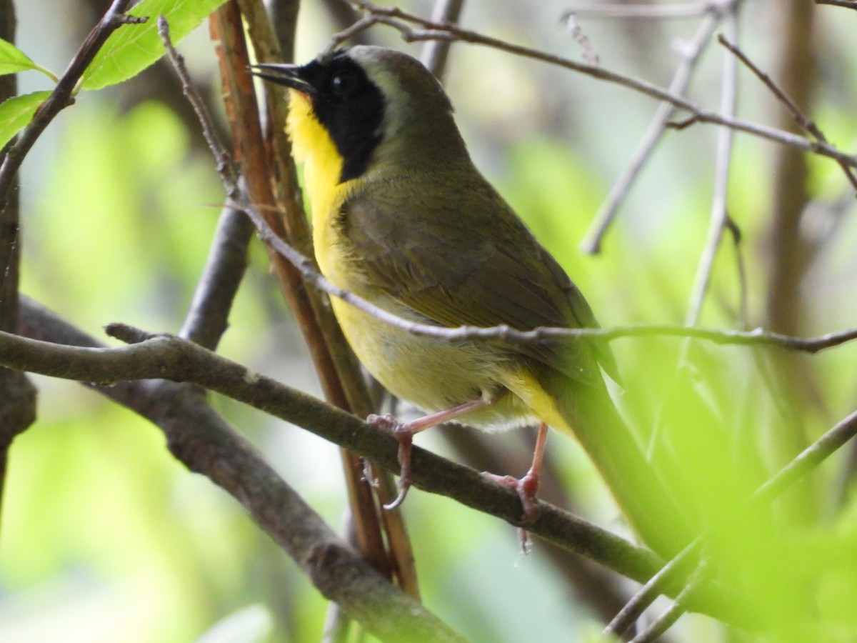 Common Yellowthroat - ML618299626