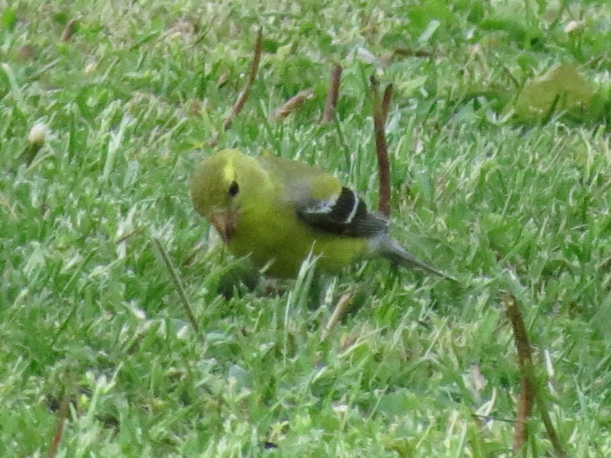 American Goldfinch - ML618299638