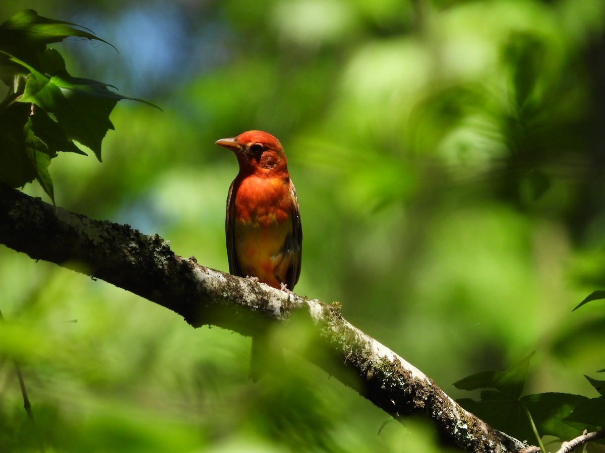 Summer Tanager - ML618299642