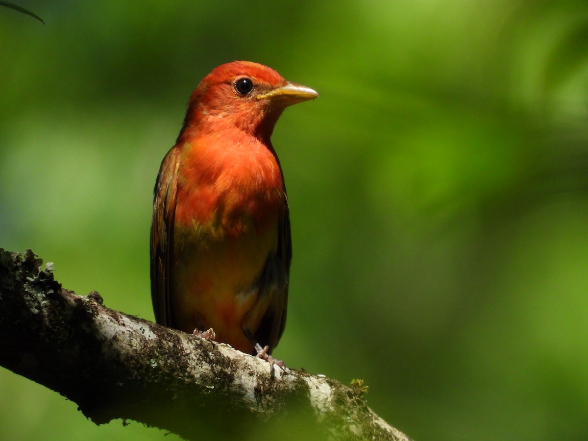 Summer Tanager - Lori O'Bar