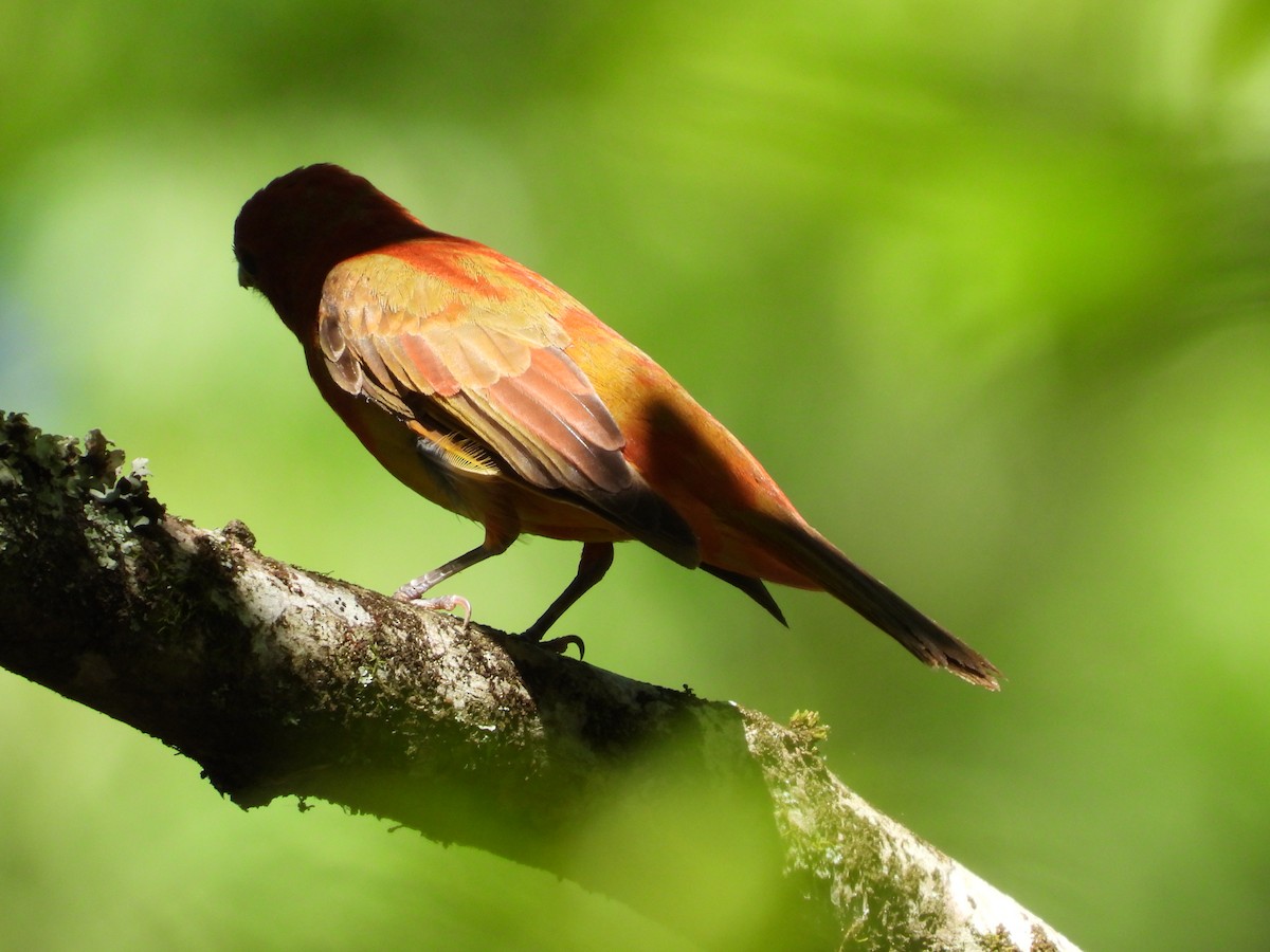 Summer Tanager - Lori O'Bar