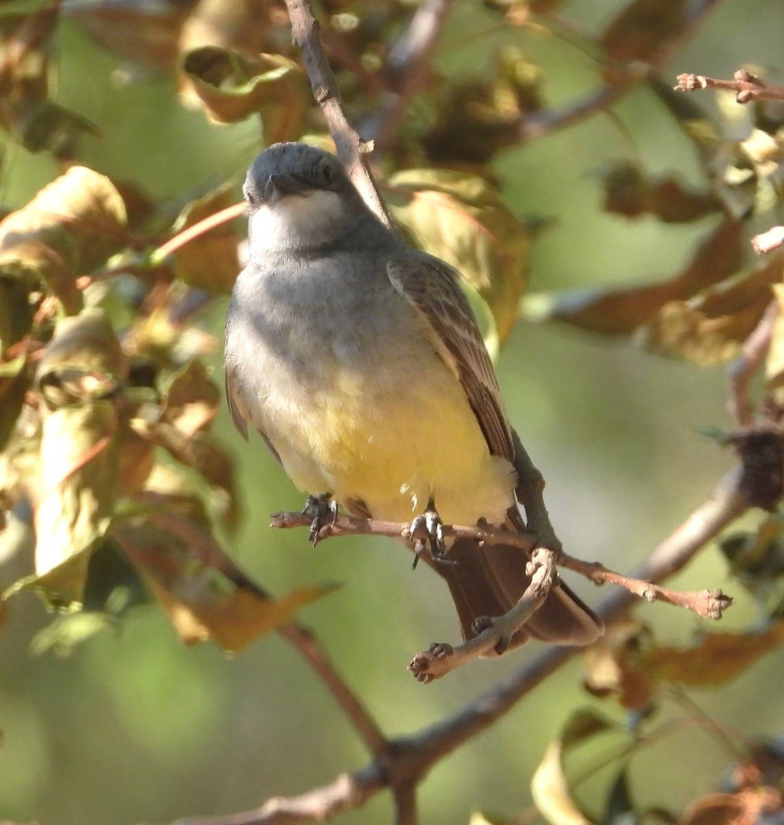 Cassin's Kingbird - Guadalupe Esquivel Uribe