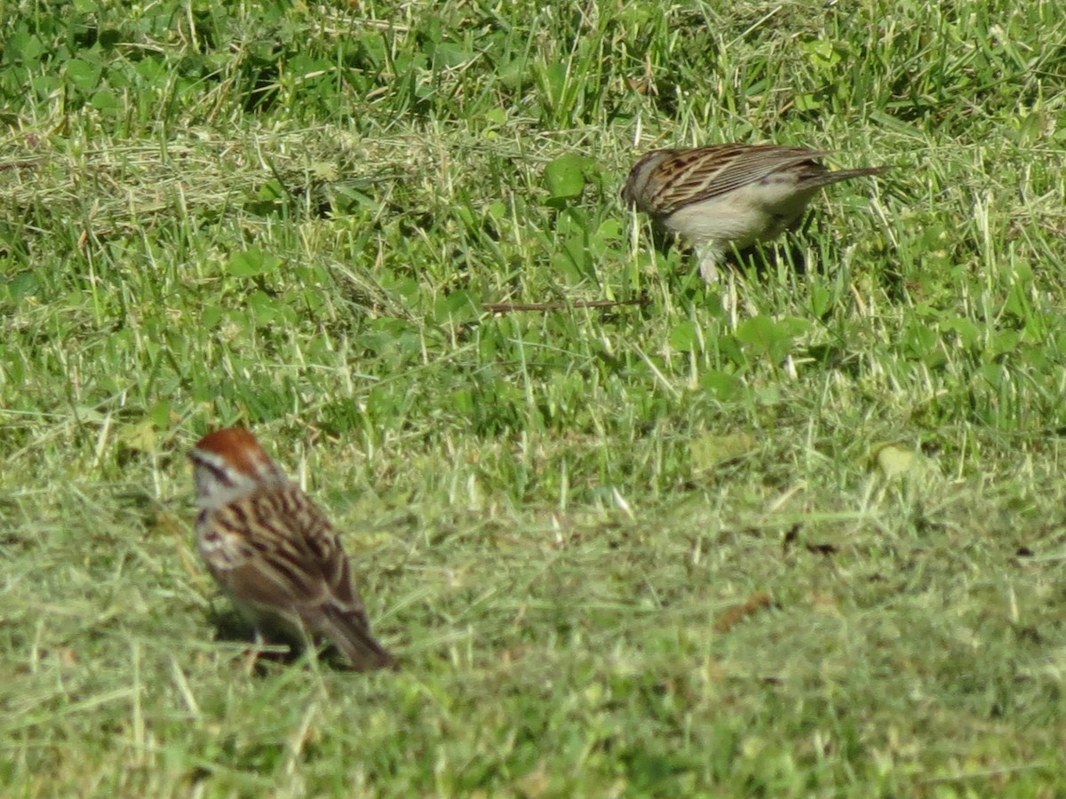 Chipping Sparrow - ML618299667
