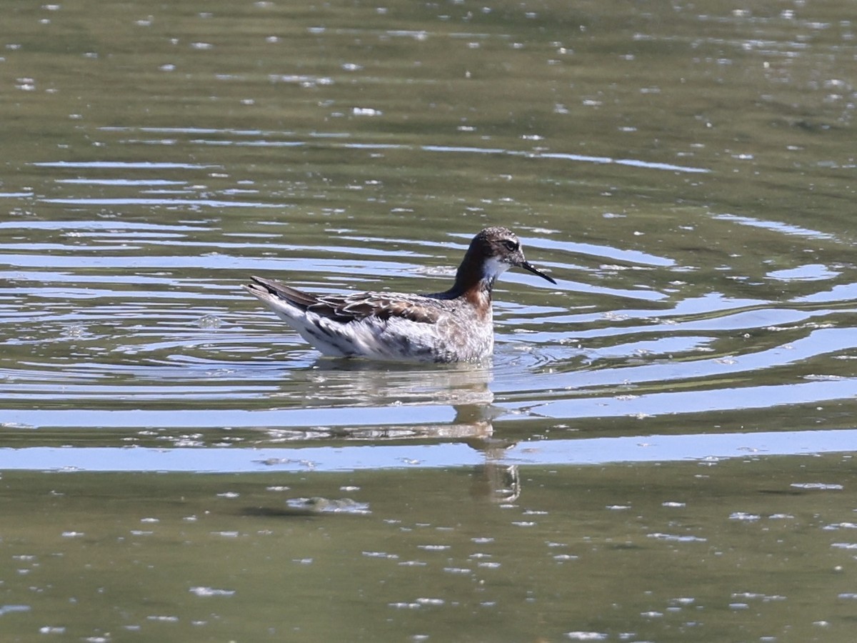 Red-necked Phalarope - ML618299742