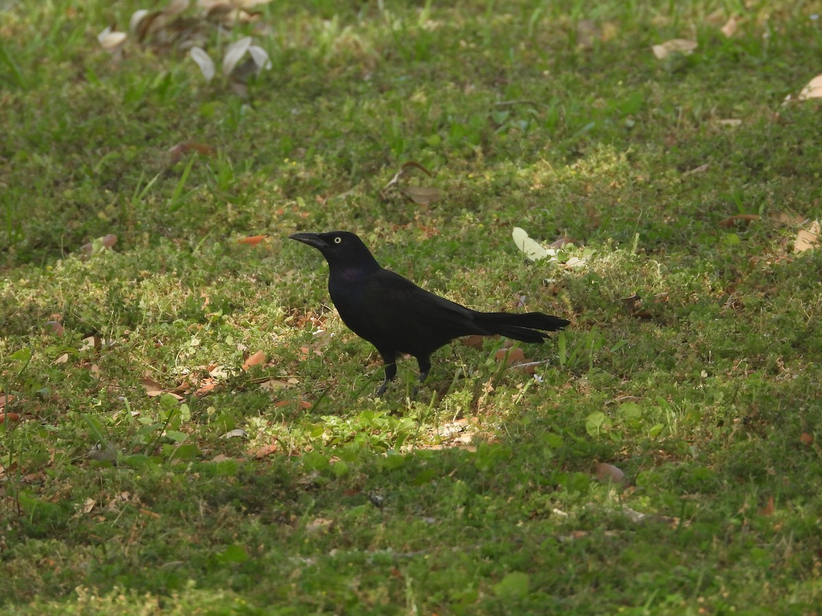 Great-tailed Grackle - ML618299751