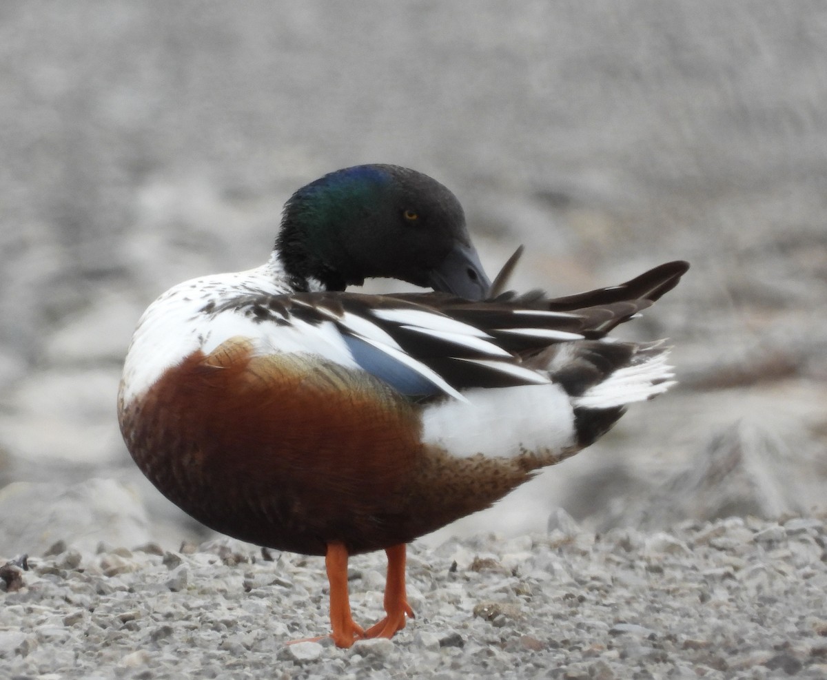 Northern Shoveler - Suzie Bergeron