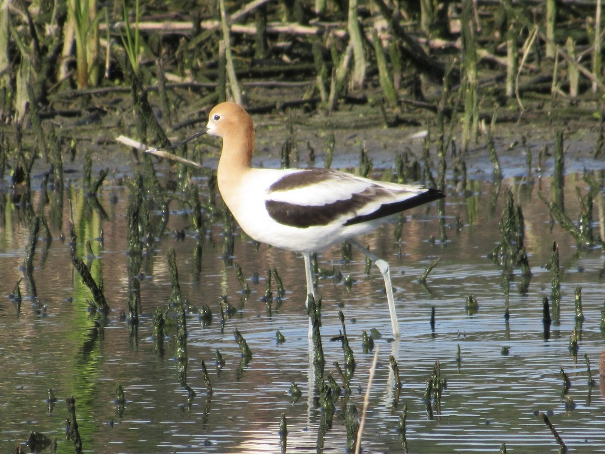 Avocette d'Amérique - ML618299849