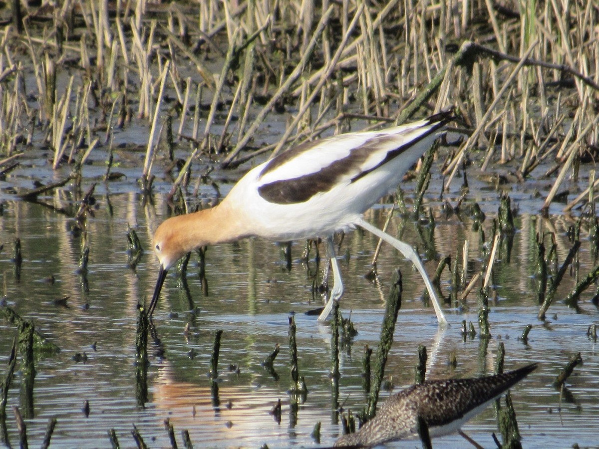 Avocette d'Amérique - ML618299850