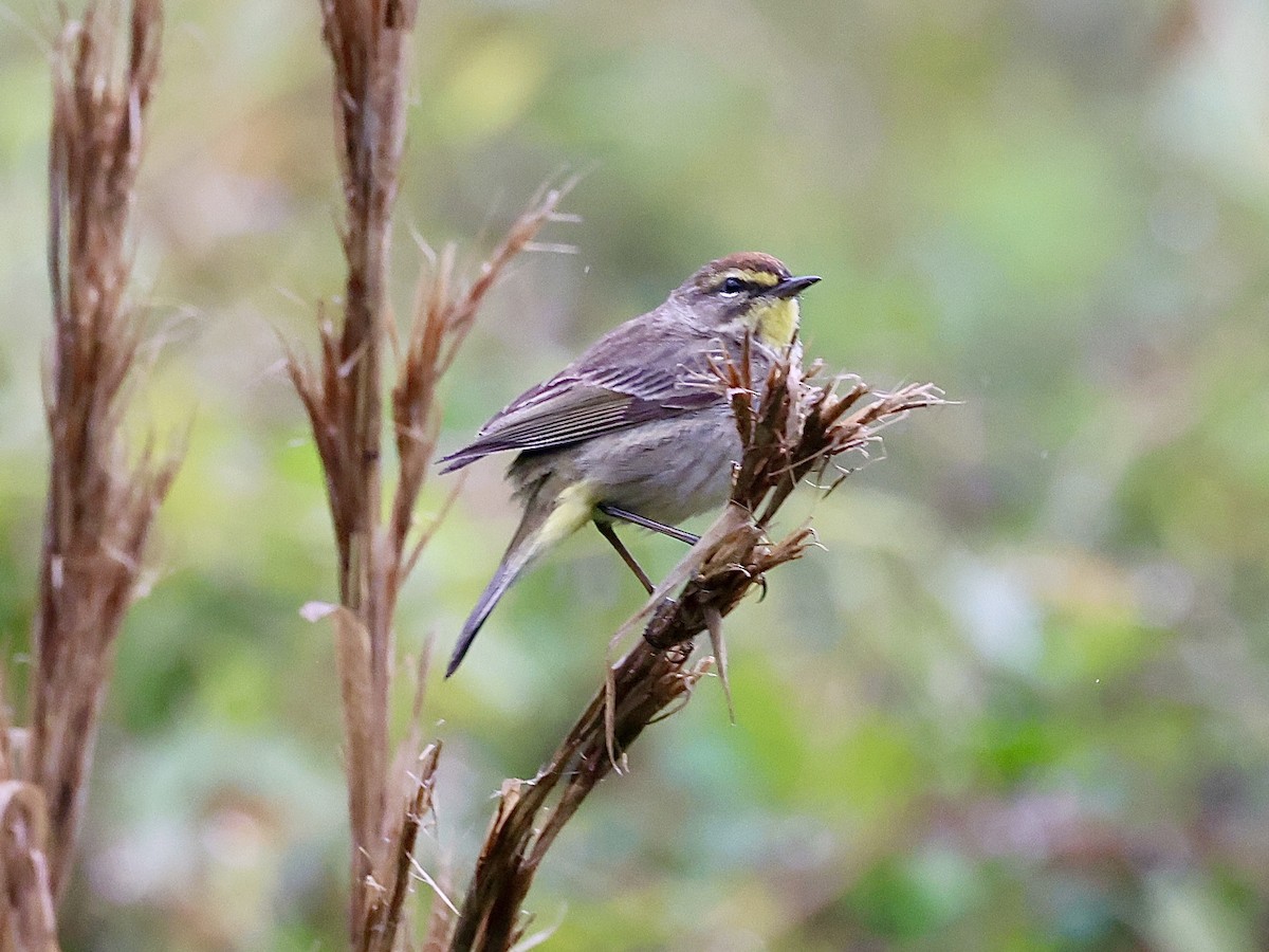 Palm Warbler - Tom Cartwright