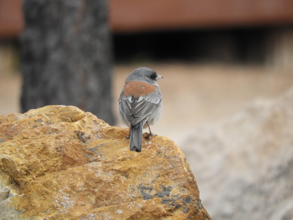 Dark-eyed Junco (Red-backed) - Laura Markley