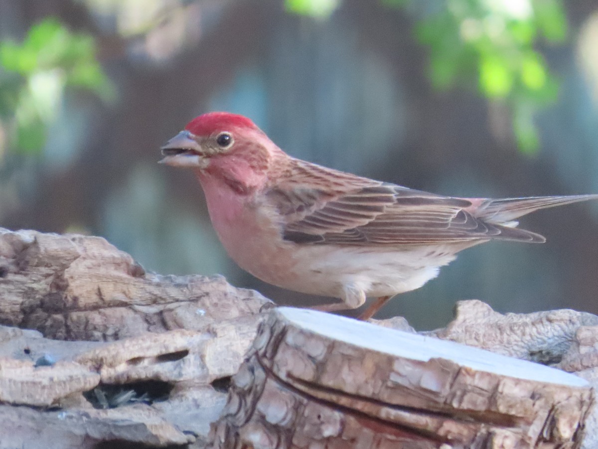 Cassin's Finch - ML618299924