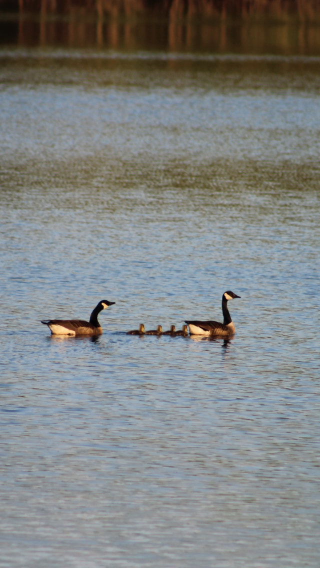 Canada Goose - Bro Co.