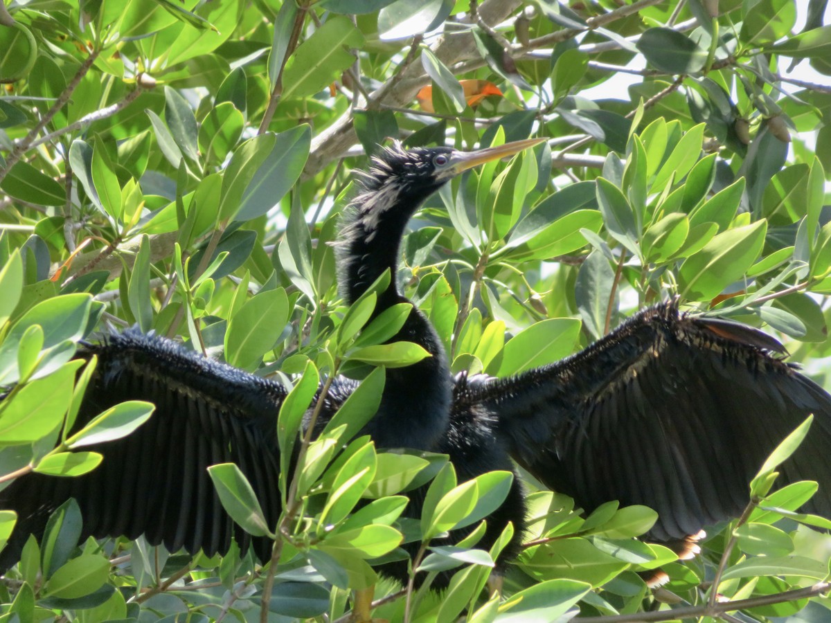 Anhinga - ML618299949