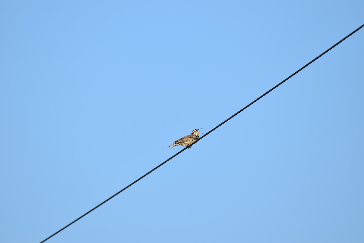 Eastern Meadowlark - Kevin Welsh