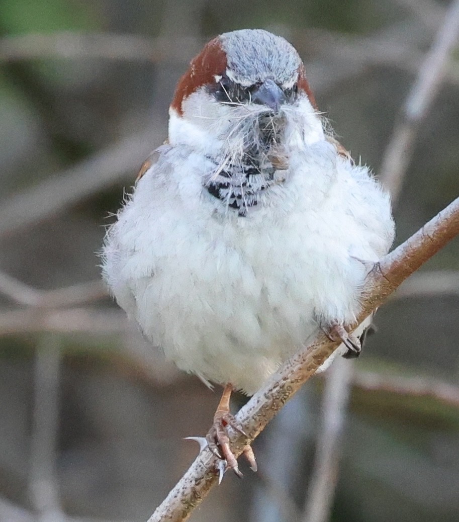 House Sparrow - burton balkind