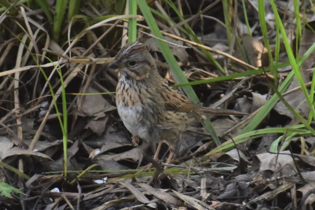 Lincoln's Sparrow - Vinny Horvath