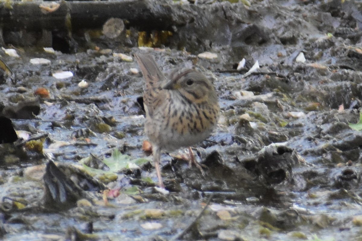 Lincoln's Sparrow - Vinny Horvath