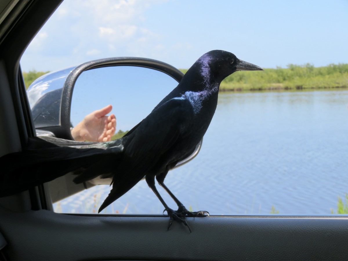 Boat-tailed Grackle - karl  schmidt