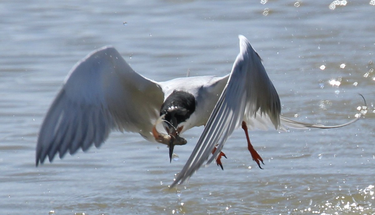 Forster's Tern - Toni McQuivey Taylor