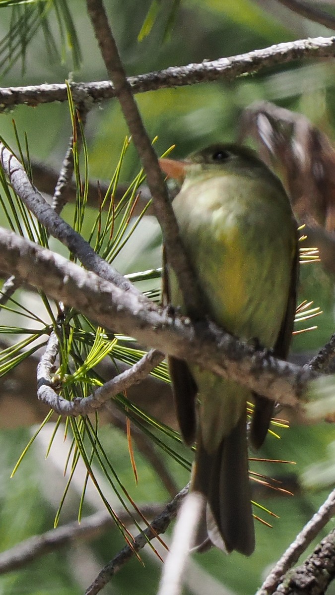 Western Flycatcher - Scott Tuthill