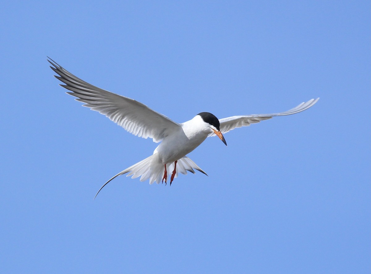 Forster's Tern - Toni McQuivey Taylor