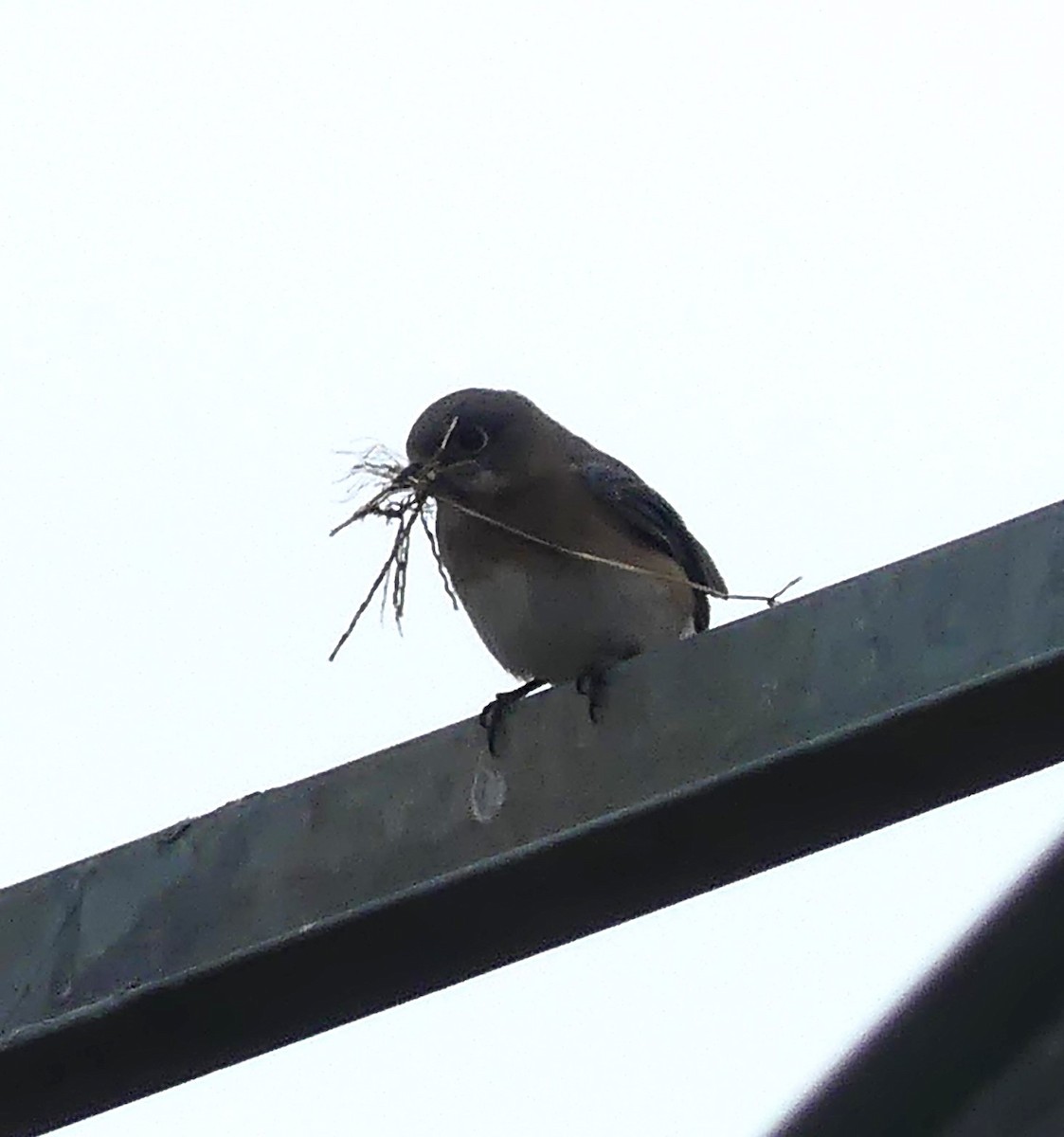 Eastern Bluebird - ML618300155