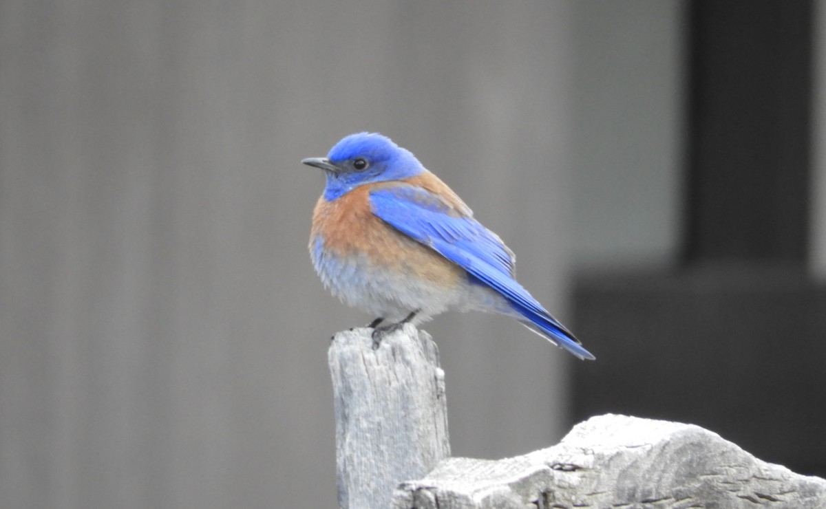 Western Bluebird - ML618300207