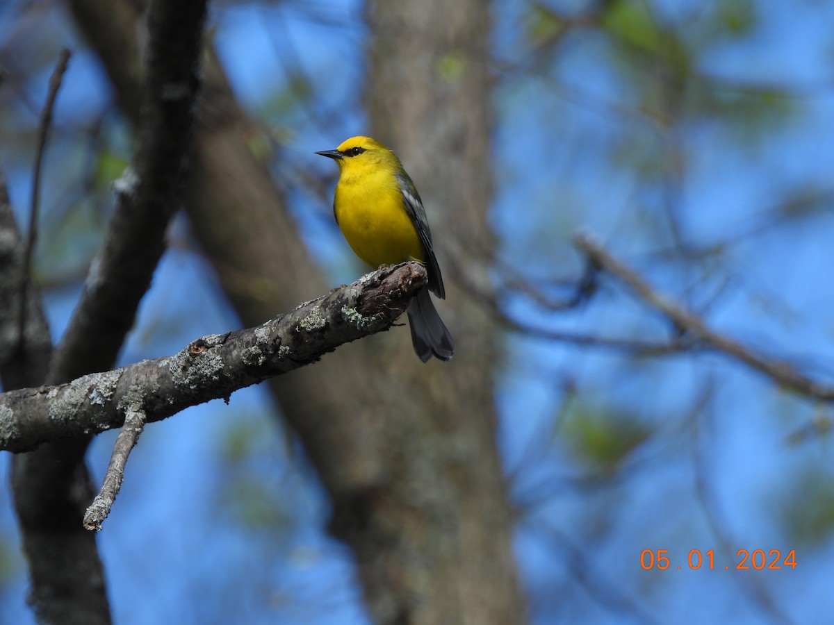 Blue-winged Warbler - ML618300215