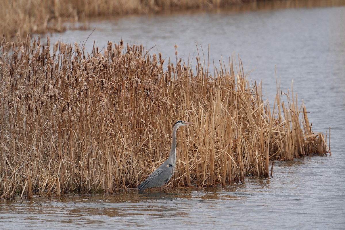 Great Blue Heron - ML618300246