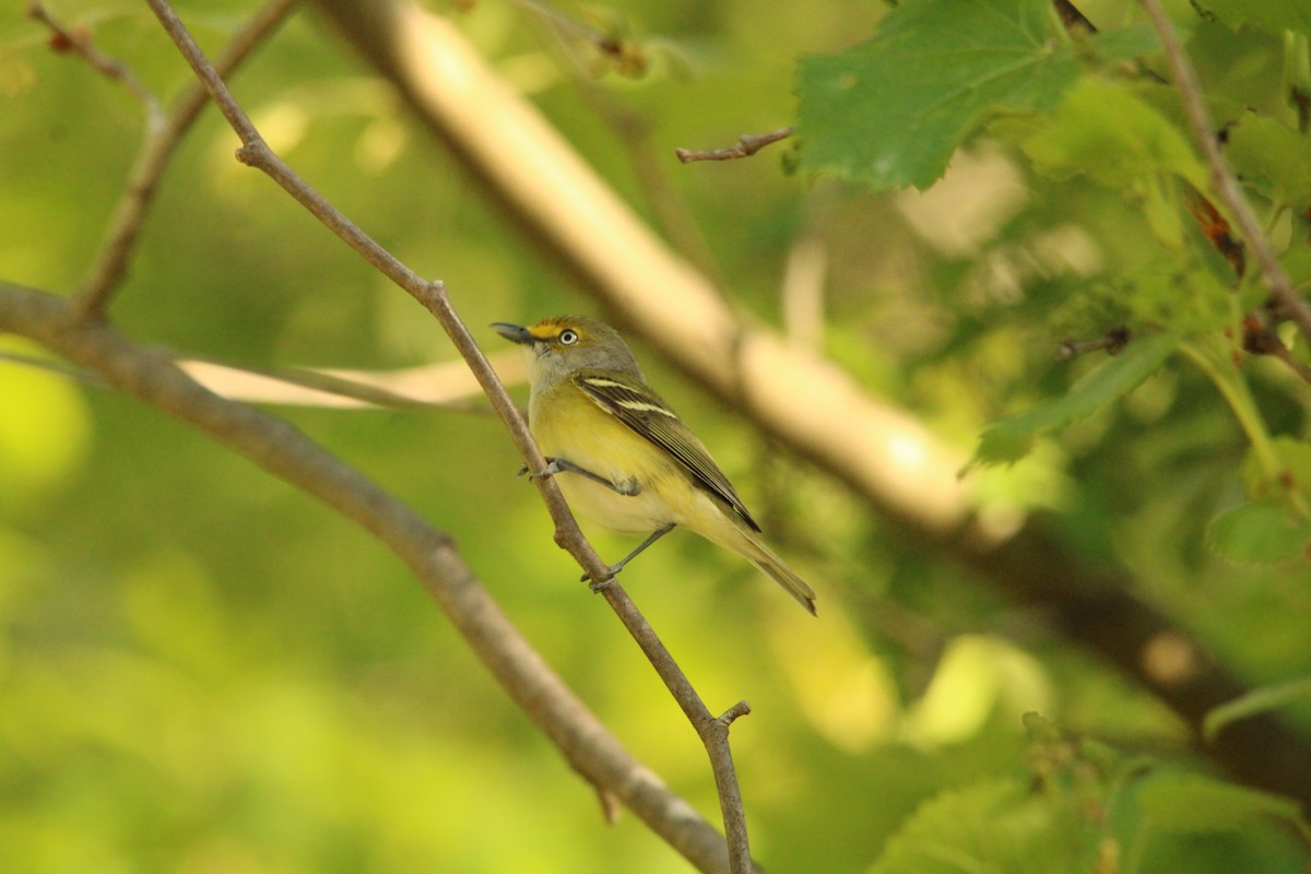 White-eyed Vireo - Grayson Harlow