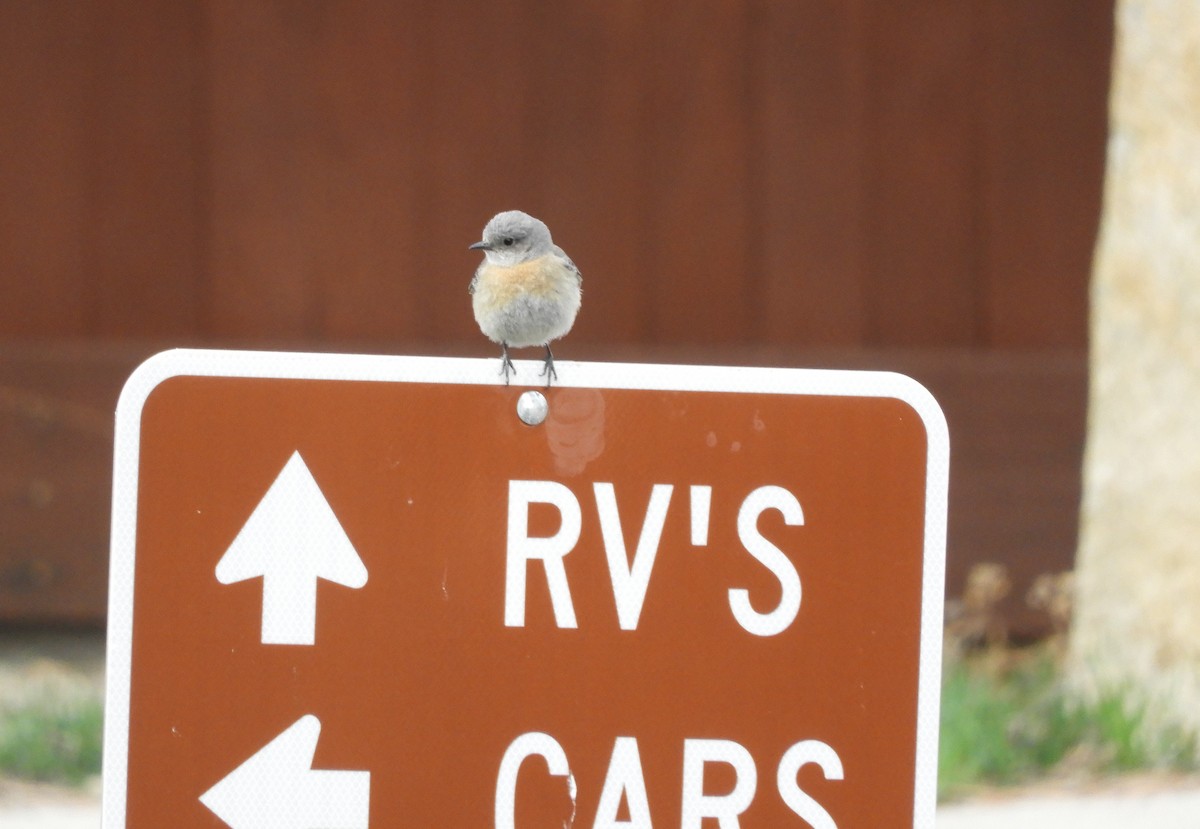 Western Bluebird - ML618300274