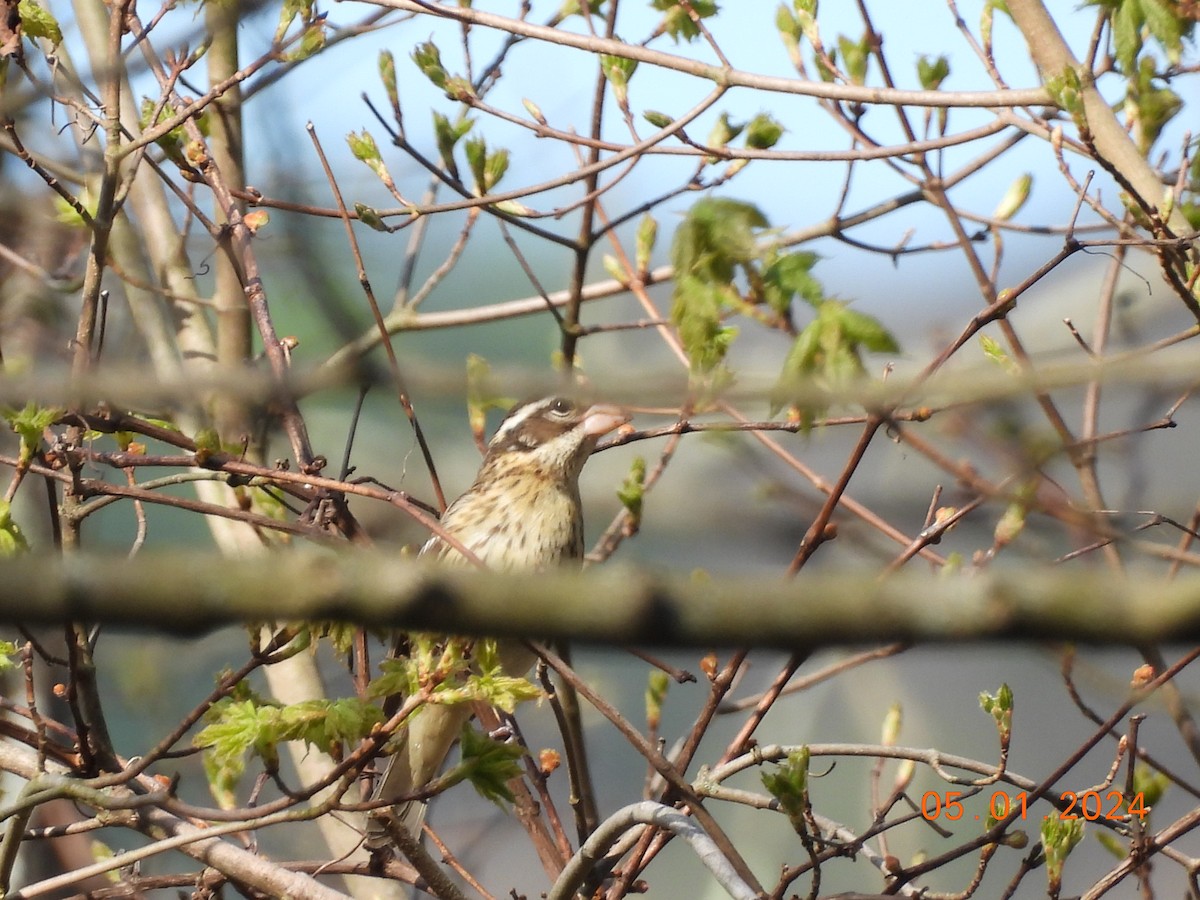 Rose-breasted Grosbeak - ML618300290