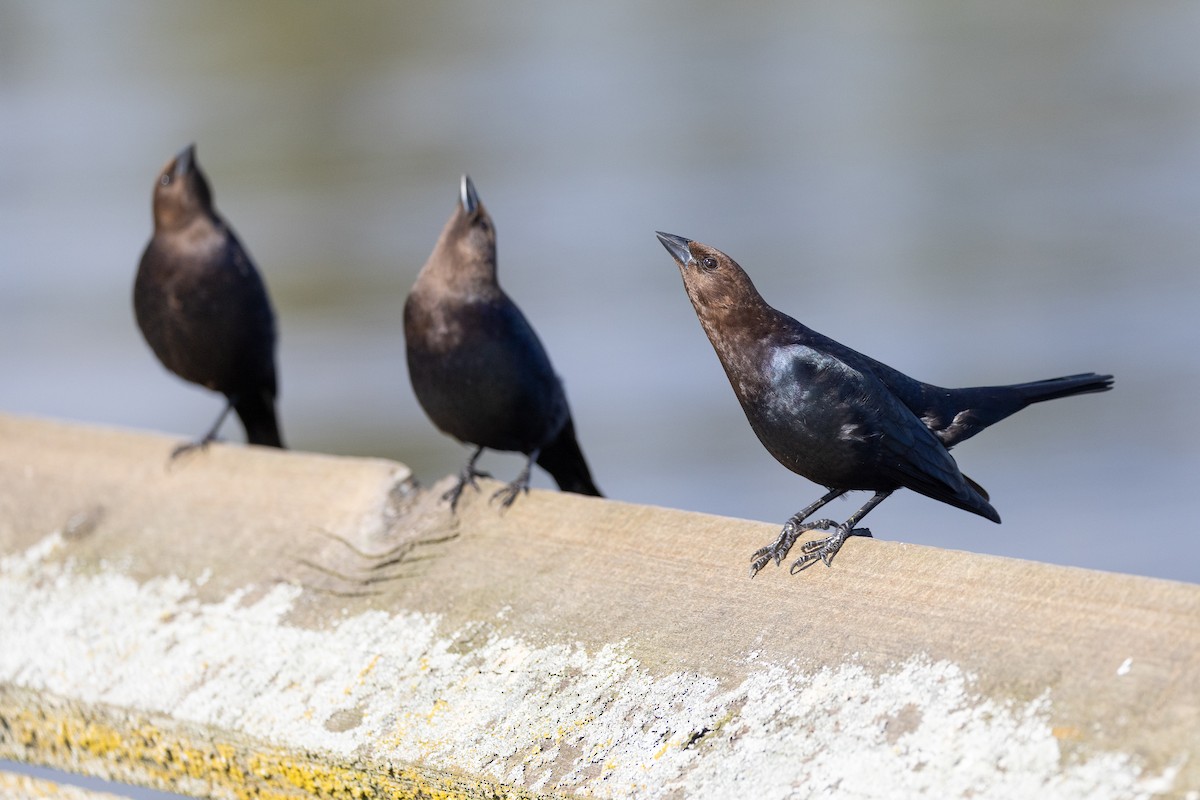 Brown-headed Cowbird - John Reynolds