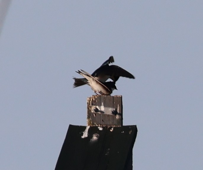 Tree Swallow - ML618300435