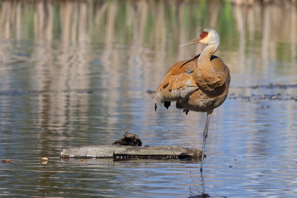 Sandhill Crane - John Reynolds